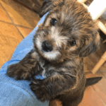 Wellbeing pets at Beachborough Prep School